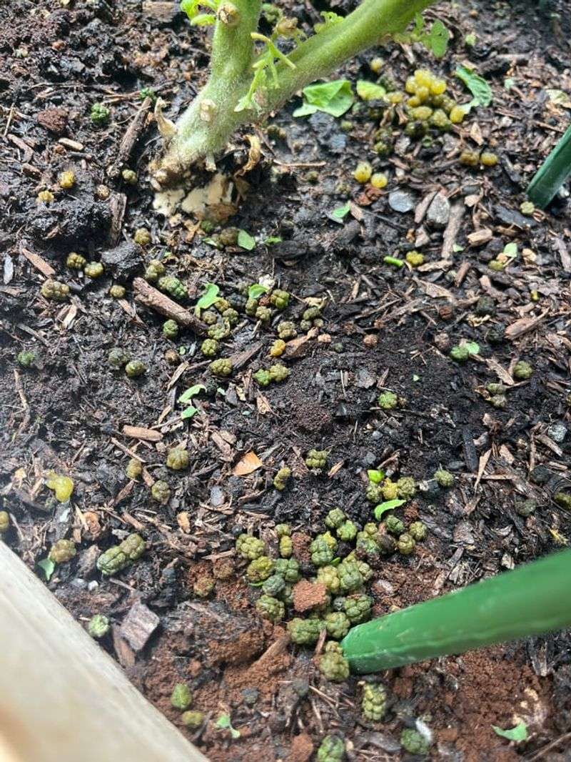 Look For Dark Droppings Under The Plant