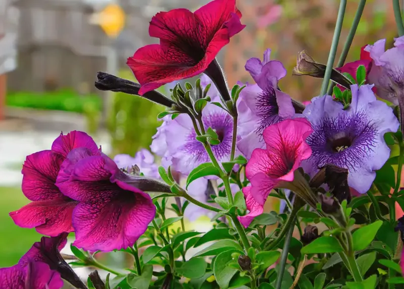 Look For Limp Petals And Swollen Seed Pods