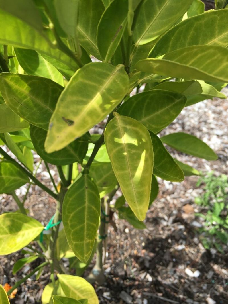 Look For Nutrient Deficiencies In New Growth