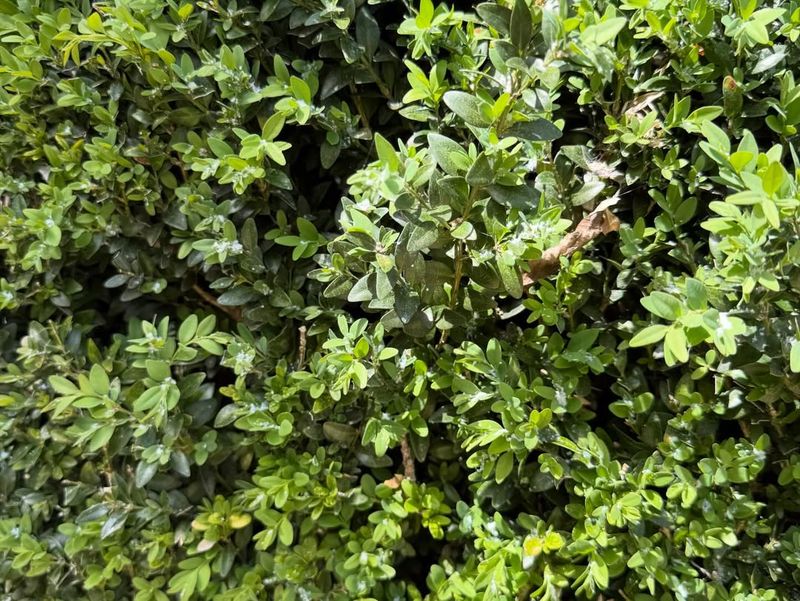 Look For Rapid Leaf Drop