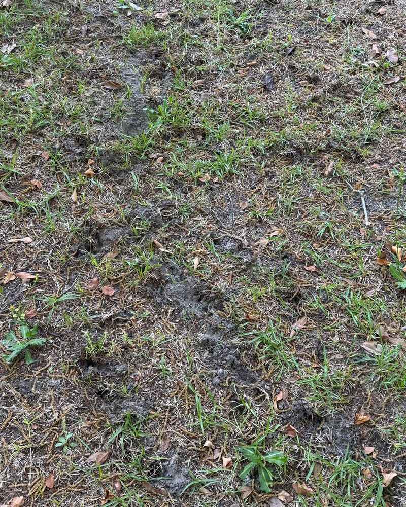 Look For Signs Of Grubs Beneath Damaged Lawn Areas Look For Signs Of Grubs Beneath Damaged Lawn Areas