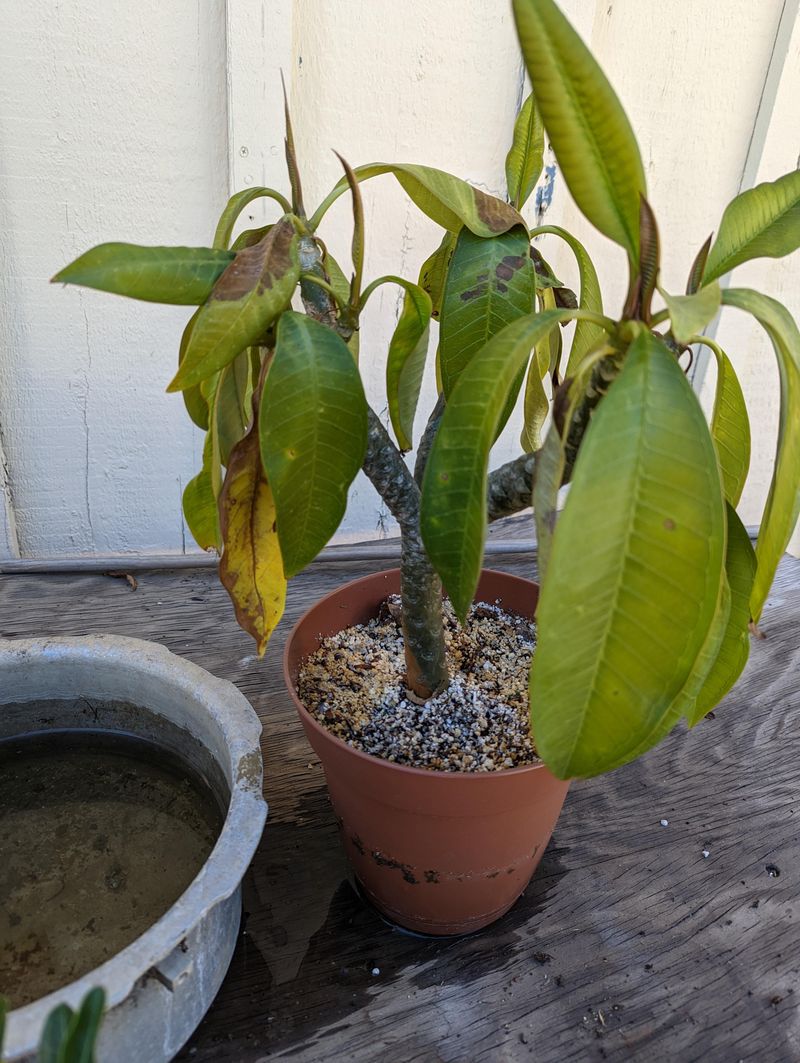 Look For Water Stress After Spring Growth Starts Look For Water Stress After Spring Growth Starts