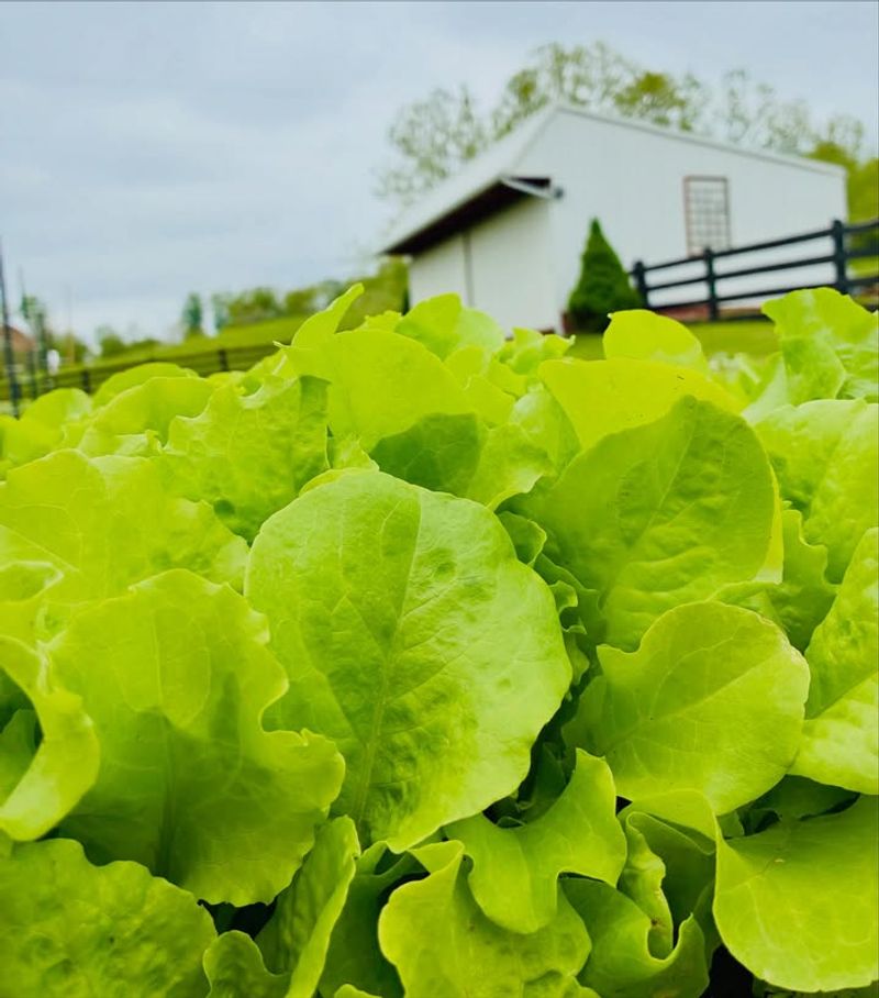 Loose Outer Leaves Can Be Picked Earlier Than Full Heads