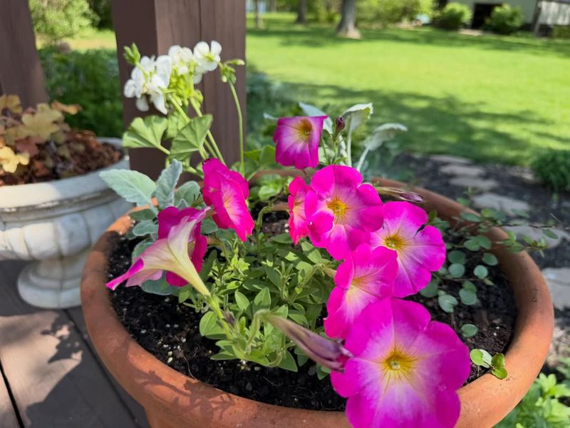 Loose Potting Soil Prevents Waterlogged Roots