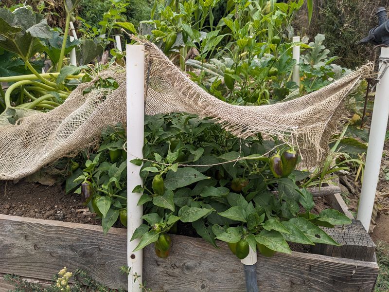 Loose Shade Cloth Moves Constantly In Strong Desert Wind
