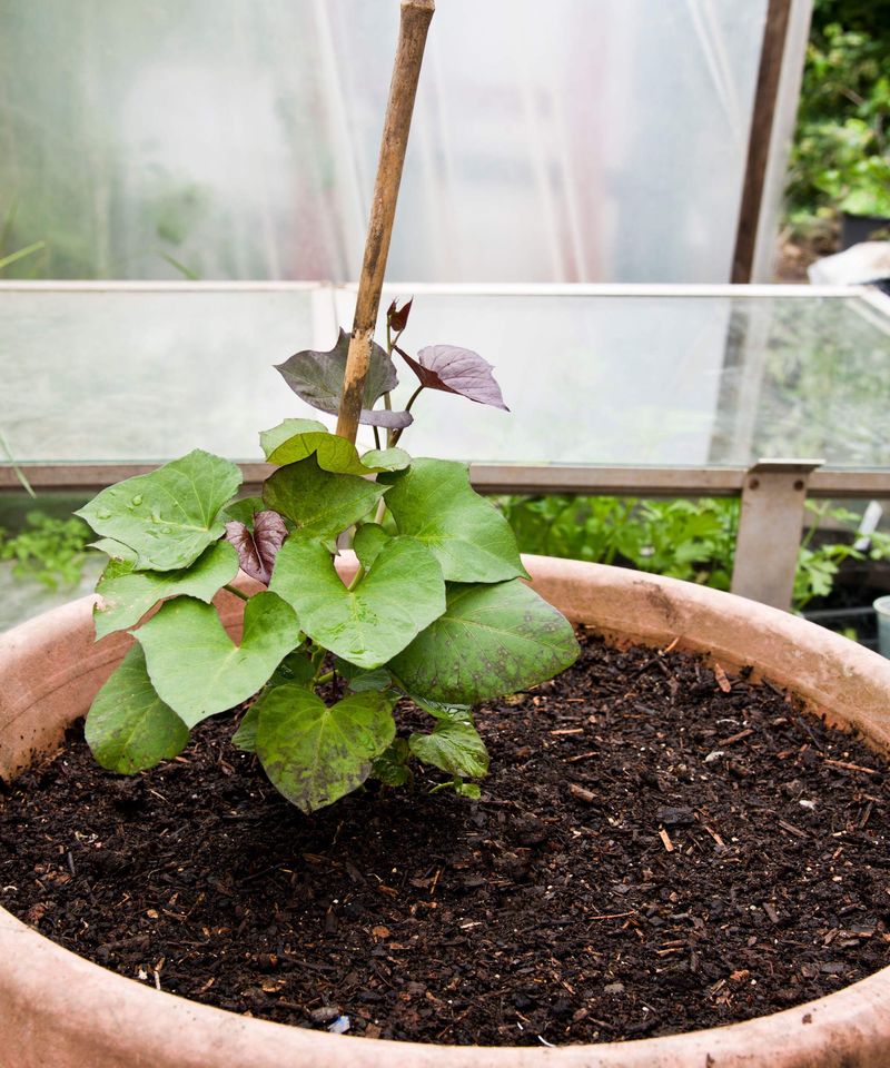 Loose Soil Helps Tubers Expand More Easily Loose Soil Helps Tubers Expand More Easily