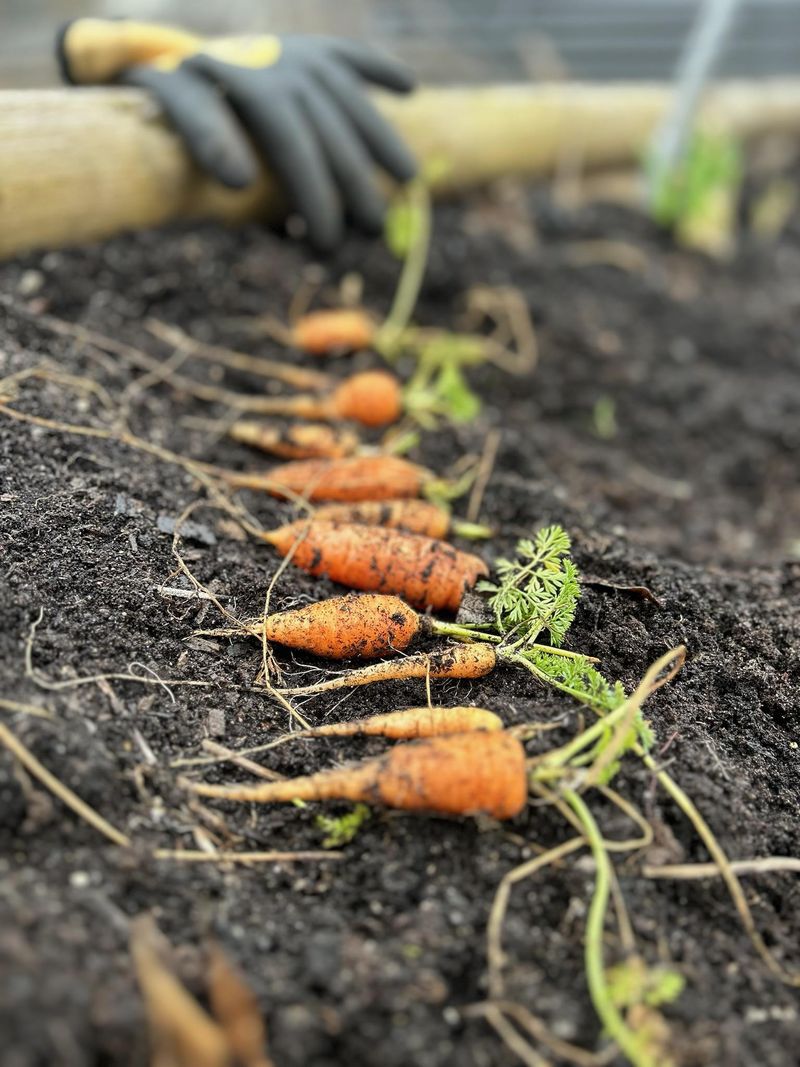 Loosen Deep Soil Before You Sow Loosen Deep Soil Before You Sow
