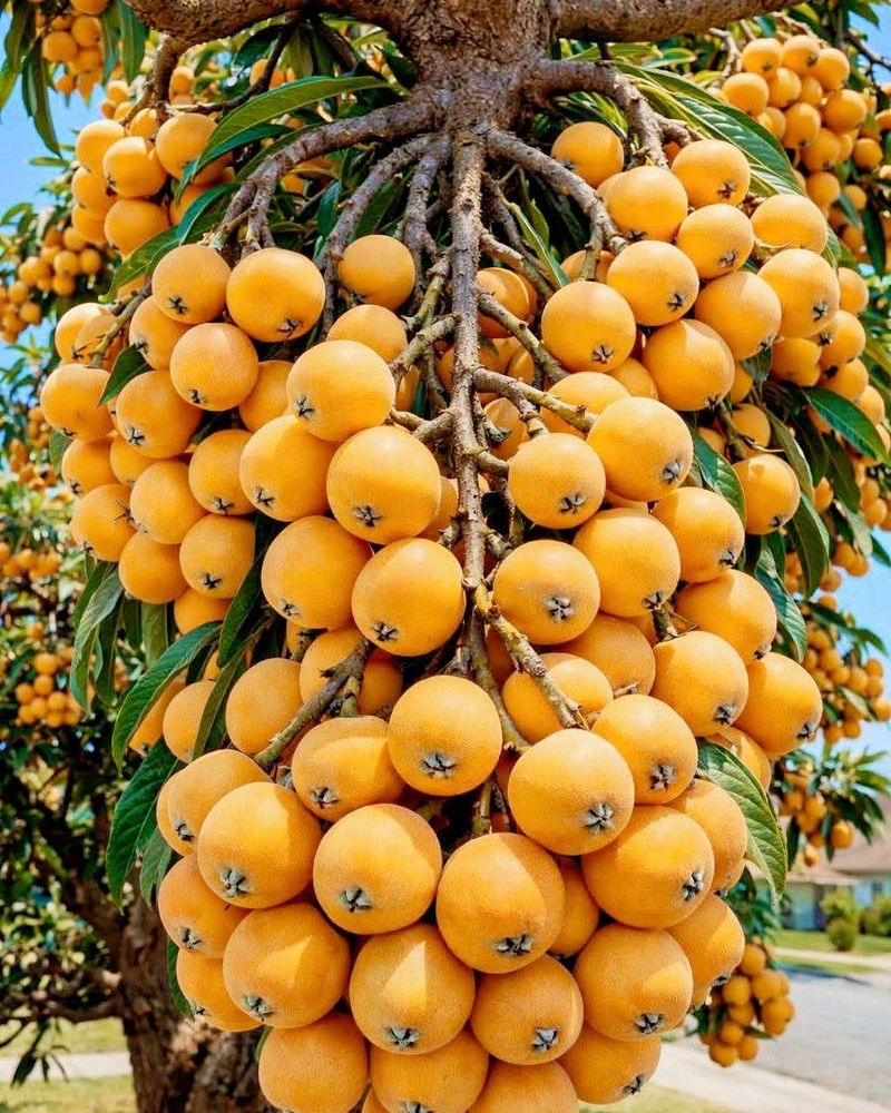 Loquat