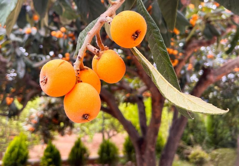 Loquat