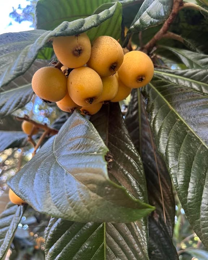 Loquat