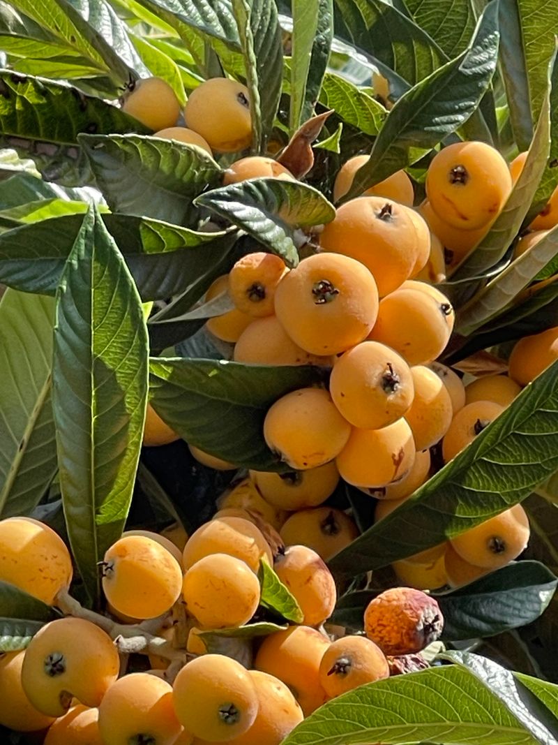 Loquat Trees Produce Sweet Fruit With Little Fuss