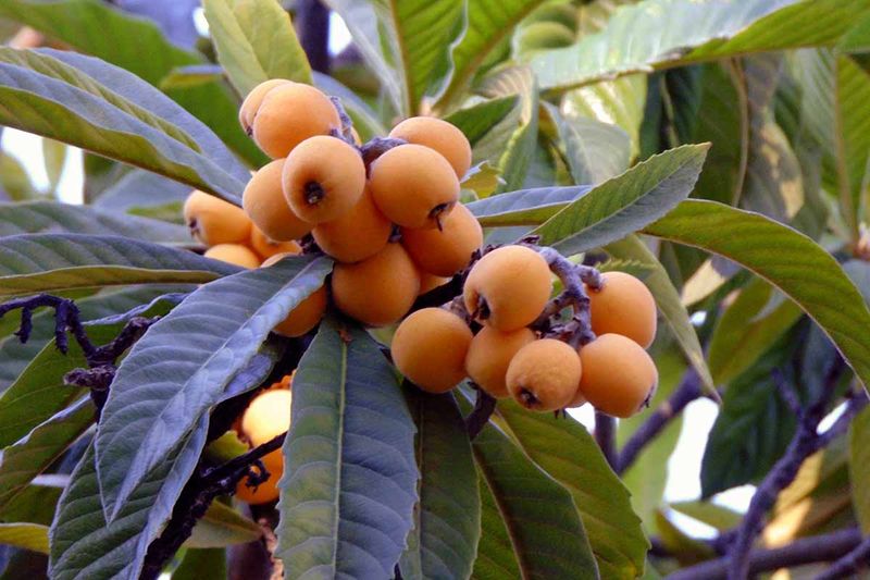 Loquat Trees Loquat Trees