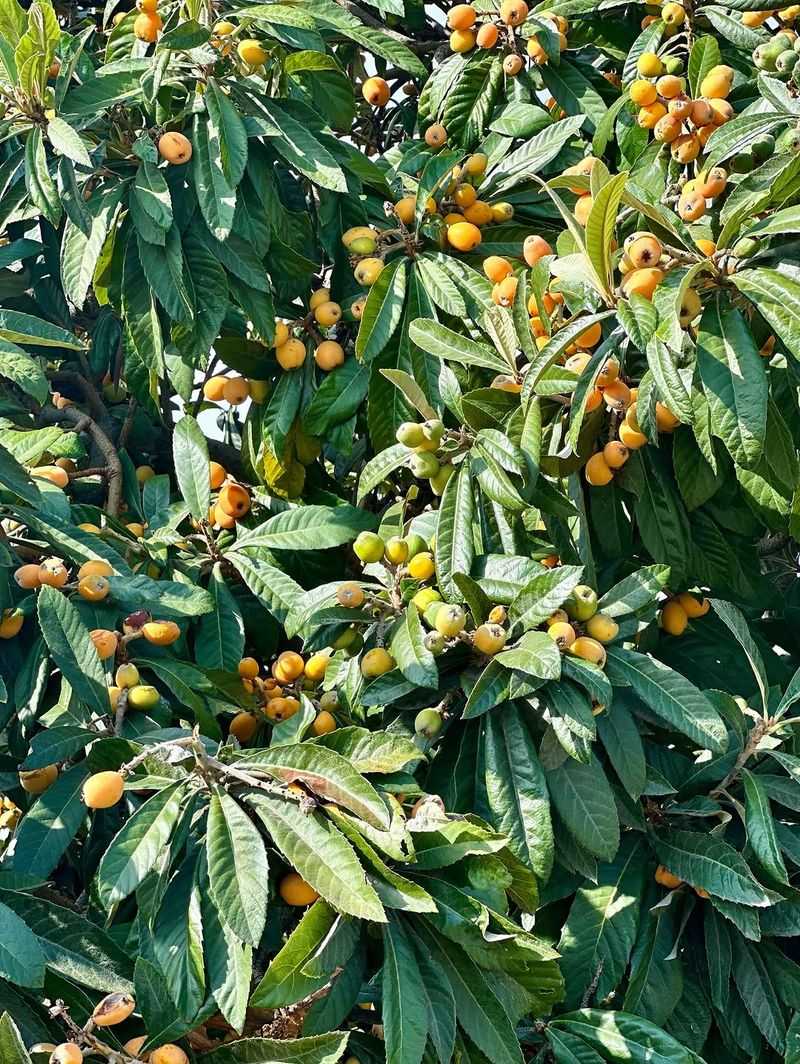 Loquat