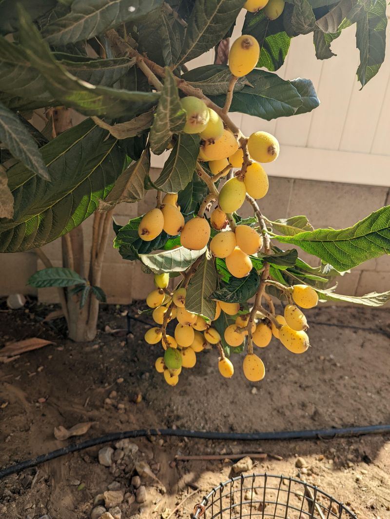 Loquats
