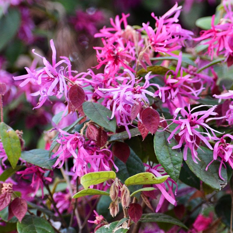 Loropetalum (Loropetalum Chinense)