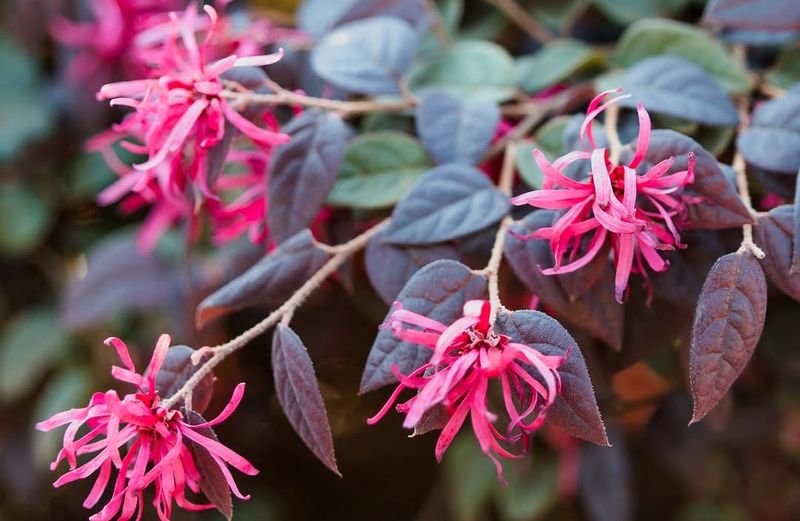 Loropetalum That Brings Color And Cover