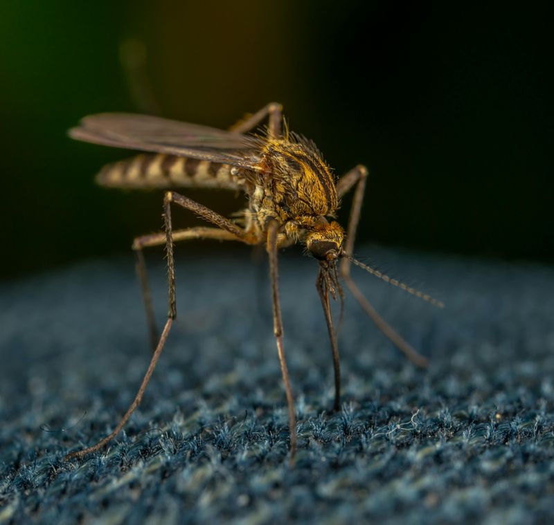 Louisiana Mosquito Season Is No Joke