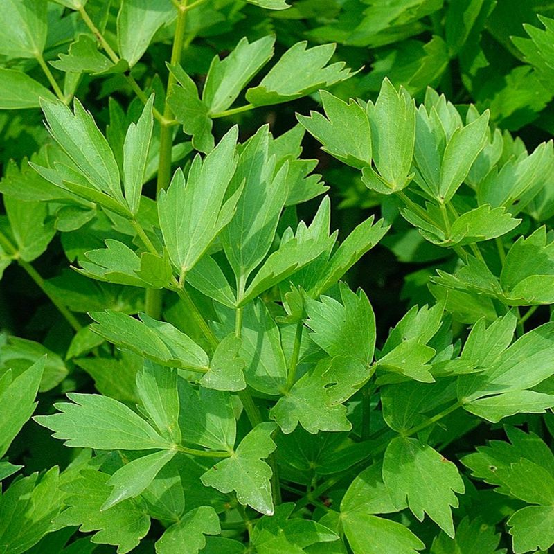 Lovage (Levisticum officinale)