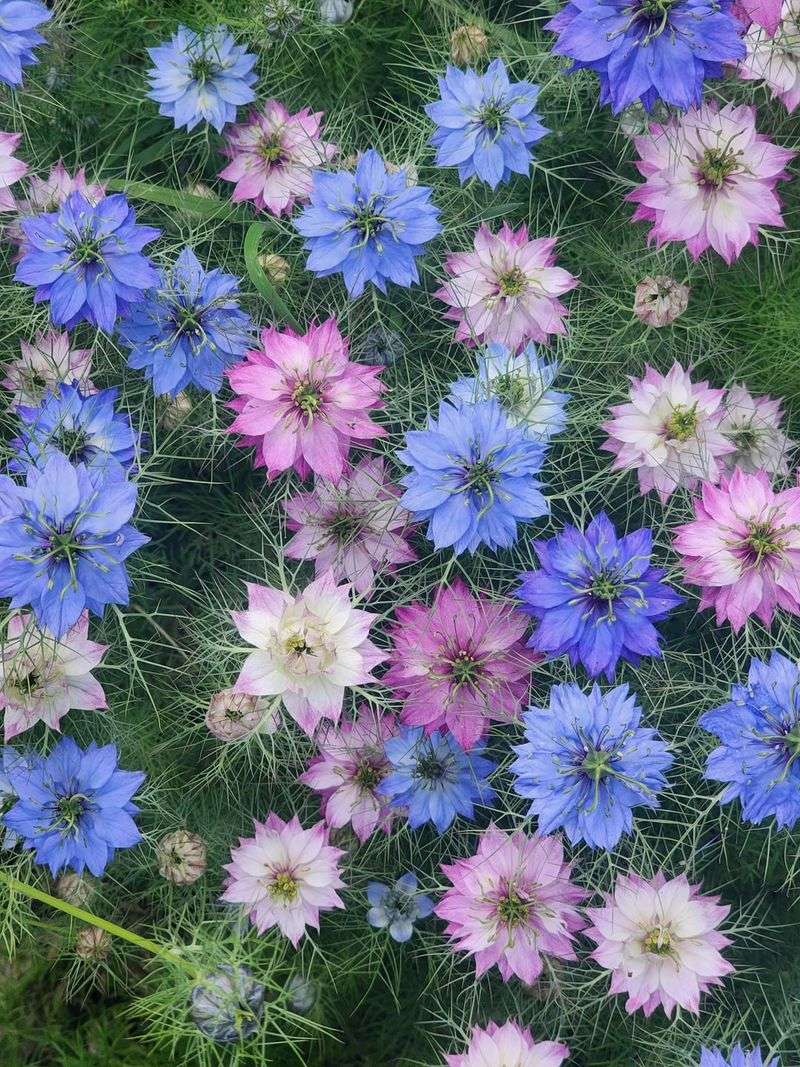 Love-In-A-Mist Makes Reseeding Look Romantic