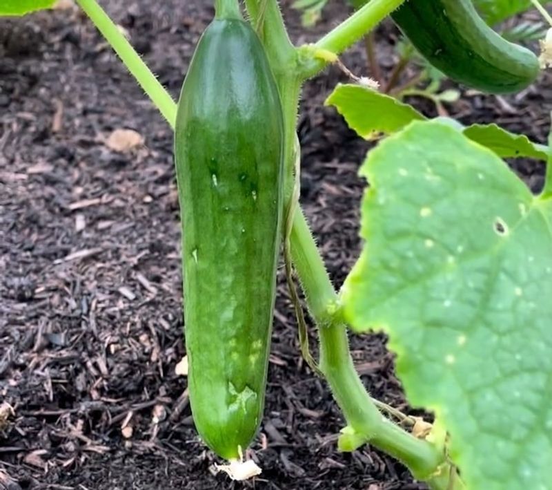 Low Areas That Flood After Summer Storms Damage Cucumber Roots