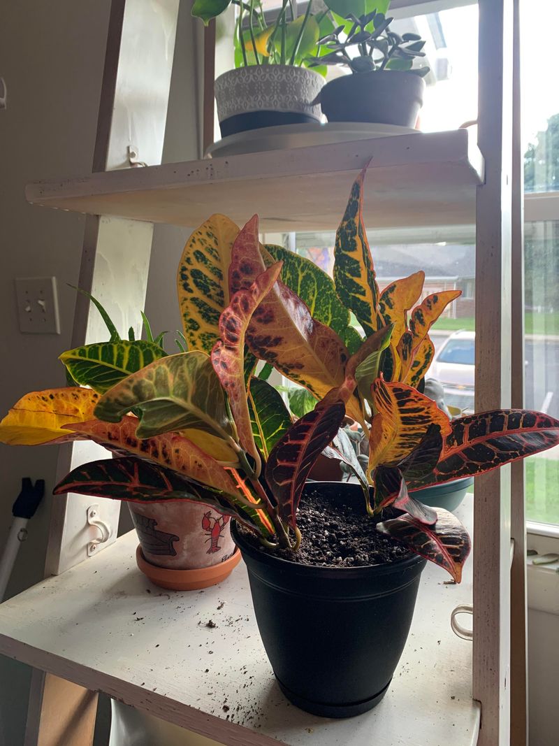 Low Light Can Dull Leaf Color