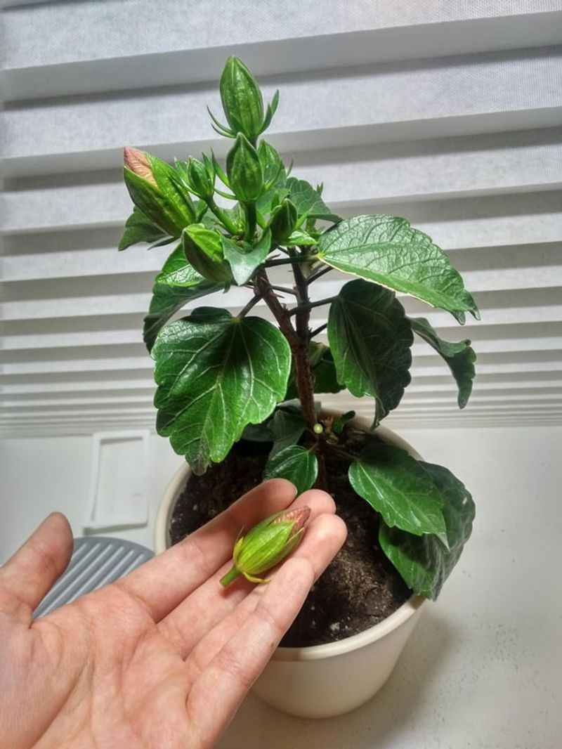 Low Light Can Stop Buds From Opening Well
