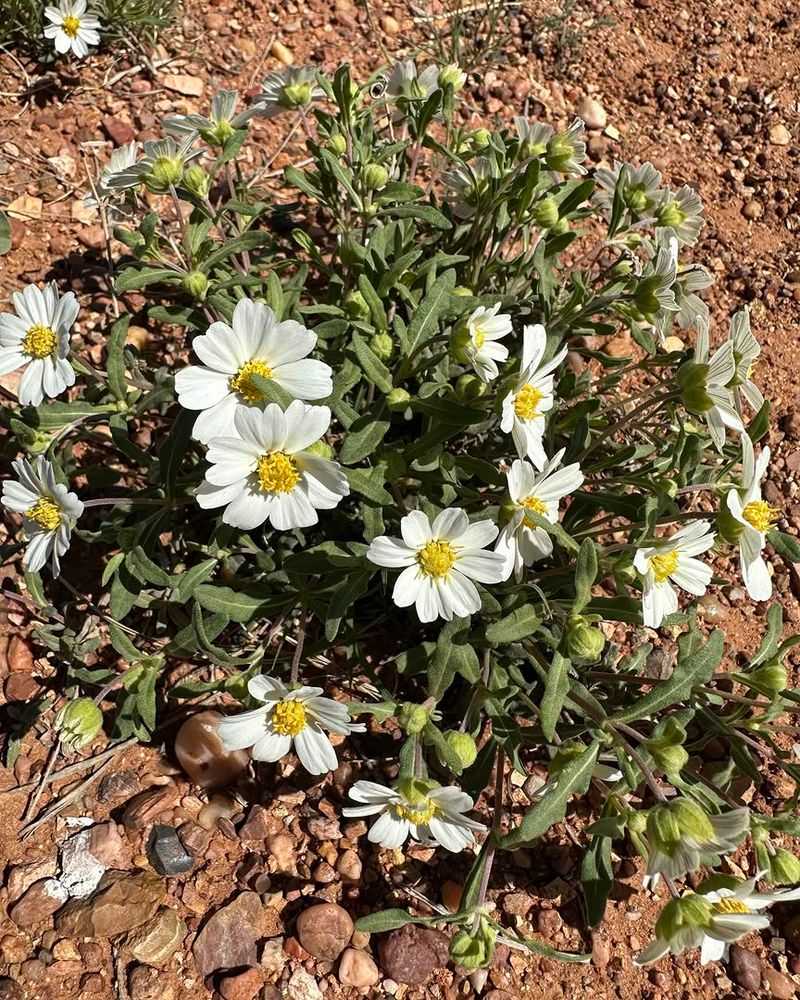 Low Maintenance From Spring Through Fall