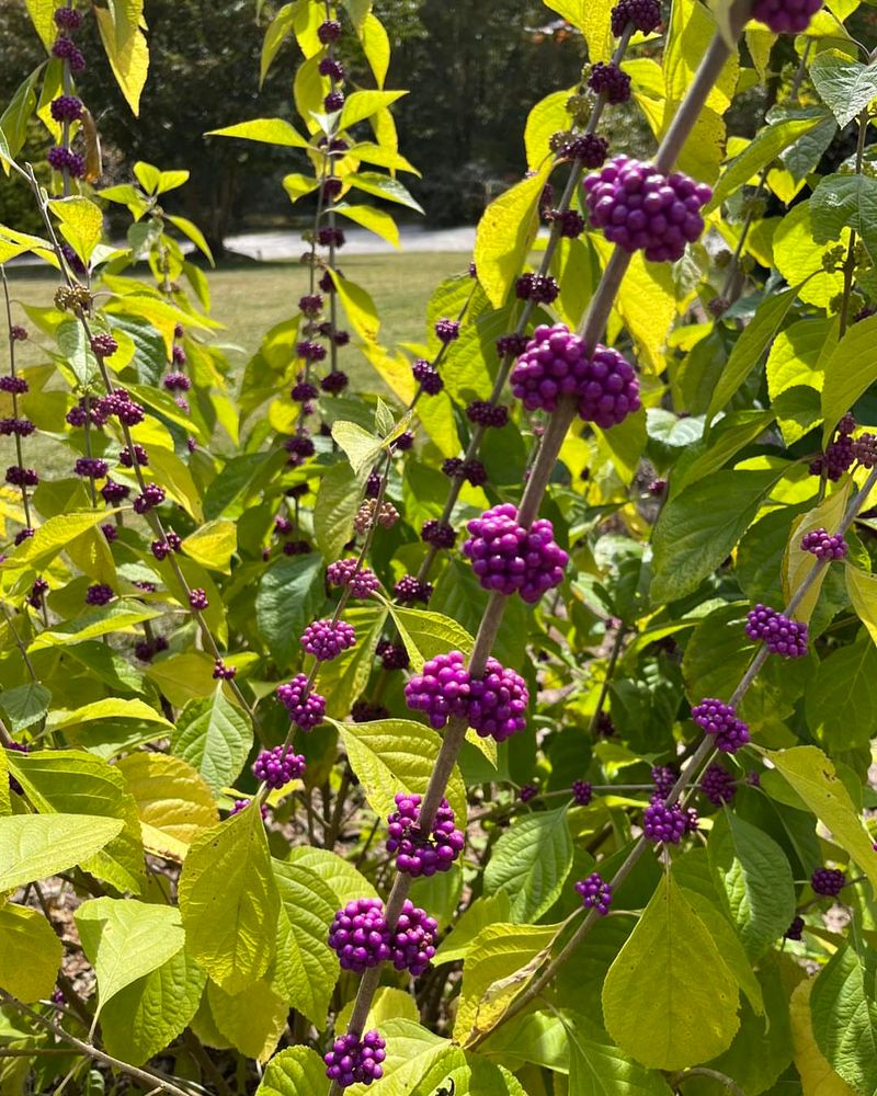Low Maintenance Growth