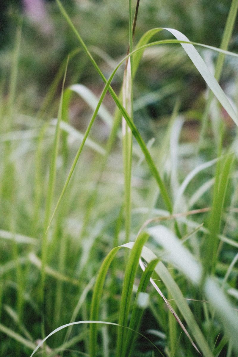 Low-Maintenance Once Established