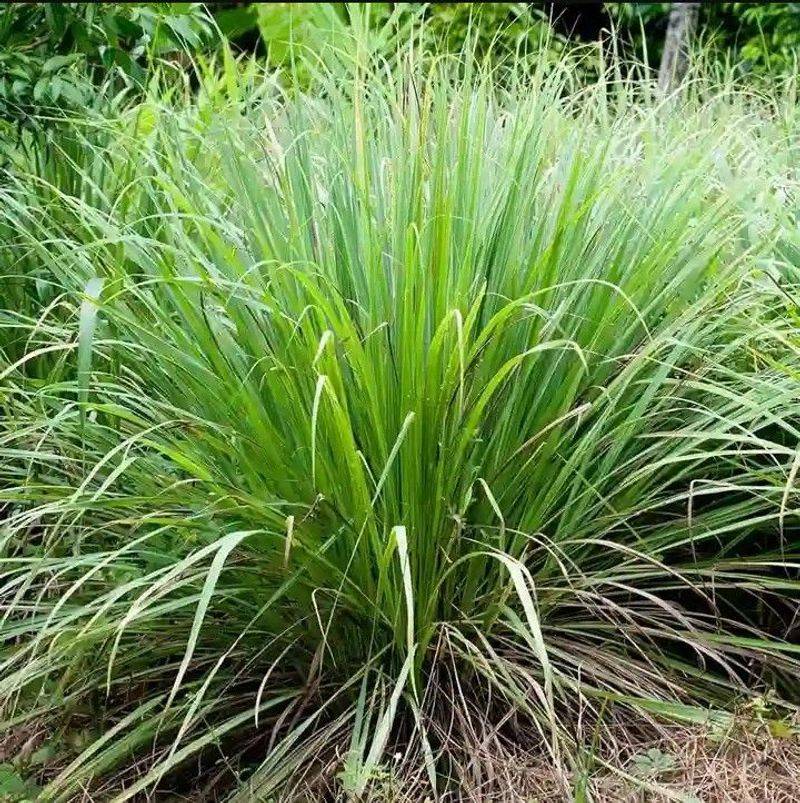 Low-Maintenance Once Established