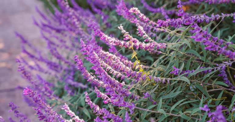 Low-Maintenance Perennials That Thrive On Neglect In California
