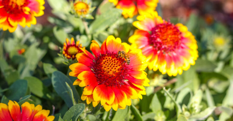 Low Maintenance Plants That Truly Thrive In Oklahoma