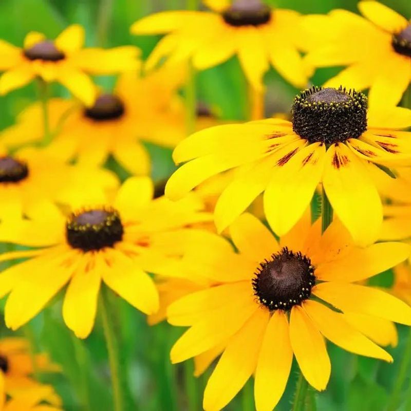 Black-Eyed Susan (Rudbeckia Hirta)