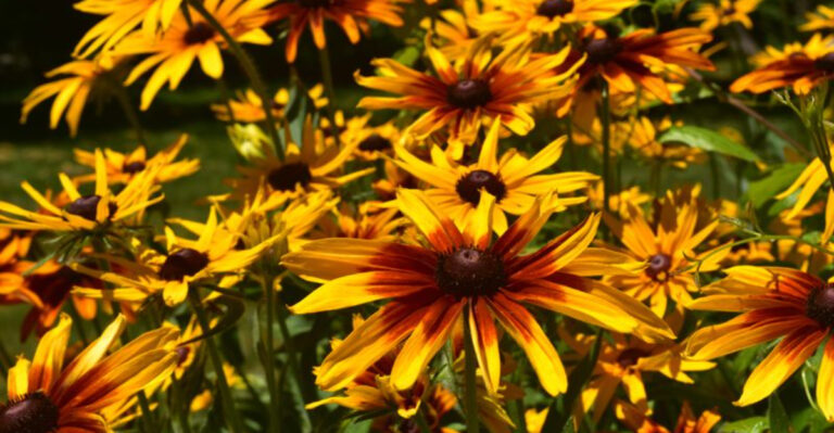 Low-Maintenance Yard Plants That Thrive In Missouri
