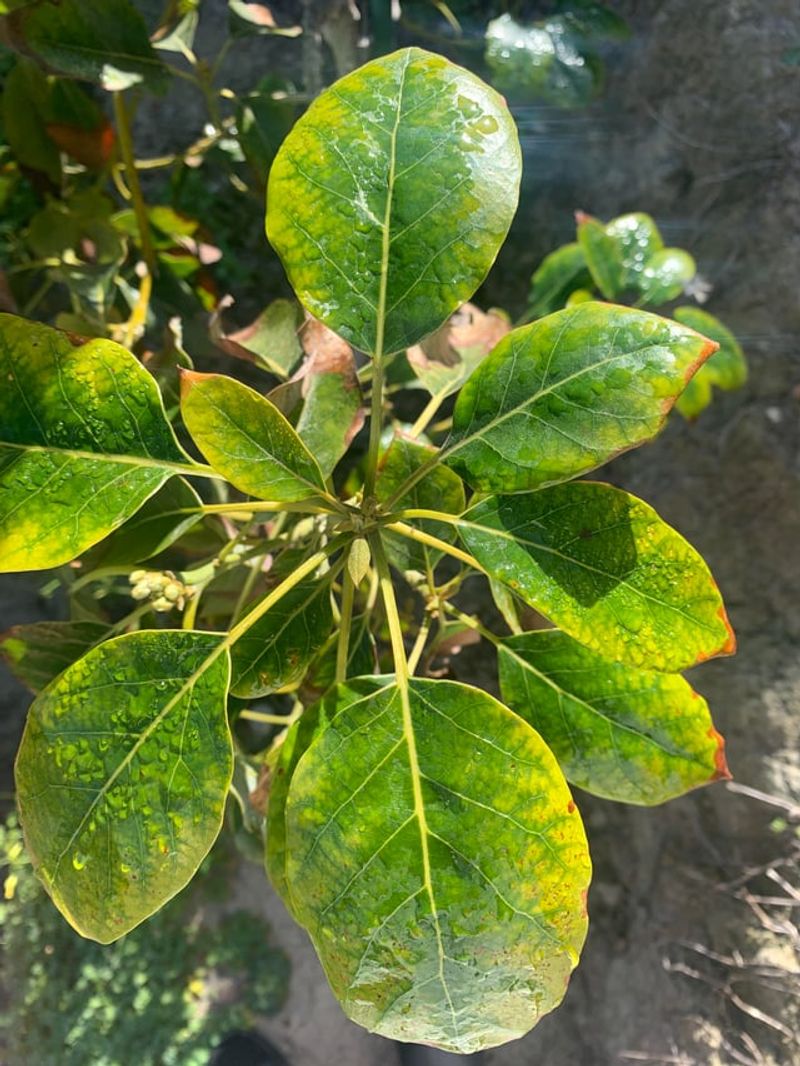 Low Nitrogen Can Make Growth Look Weak