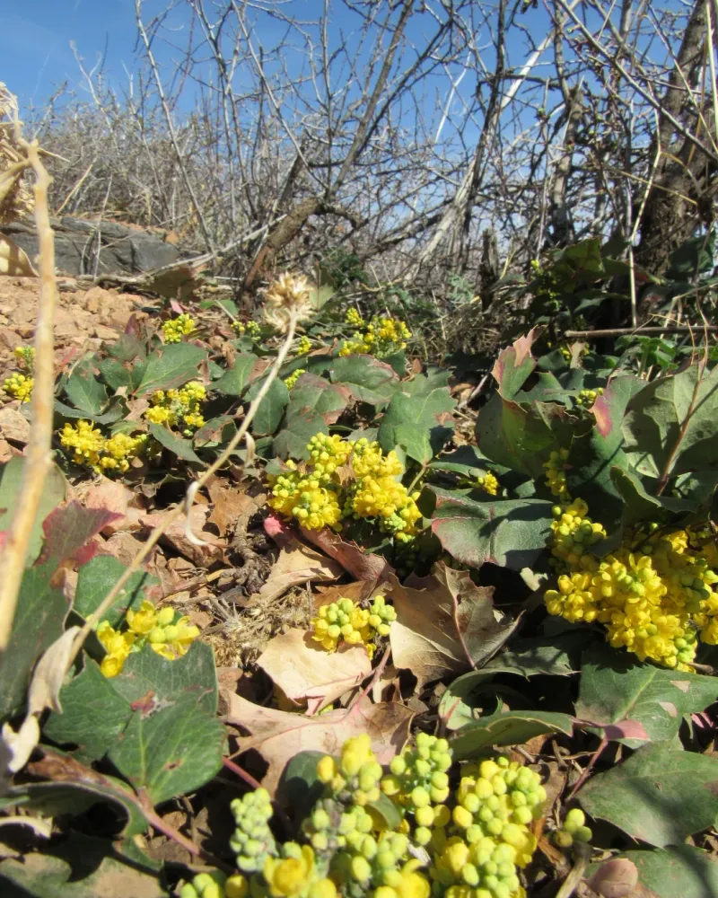 Low Oregon Grape Low Oregon Grape
