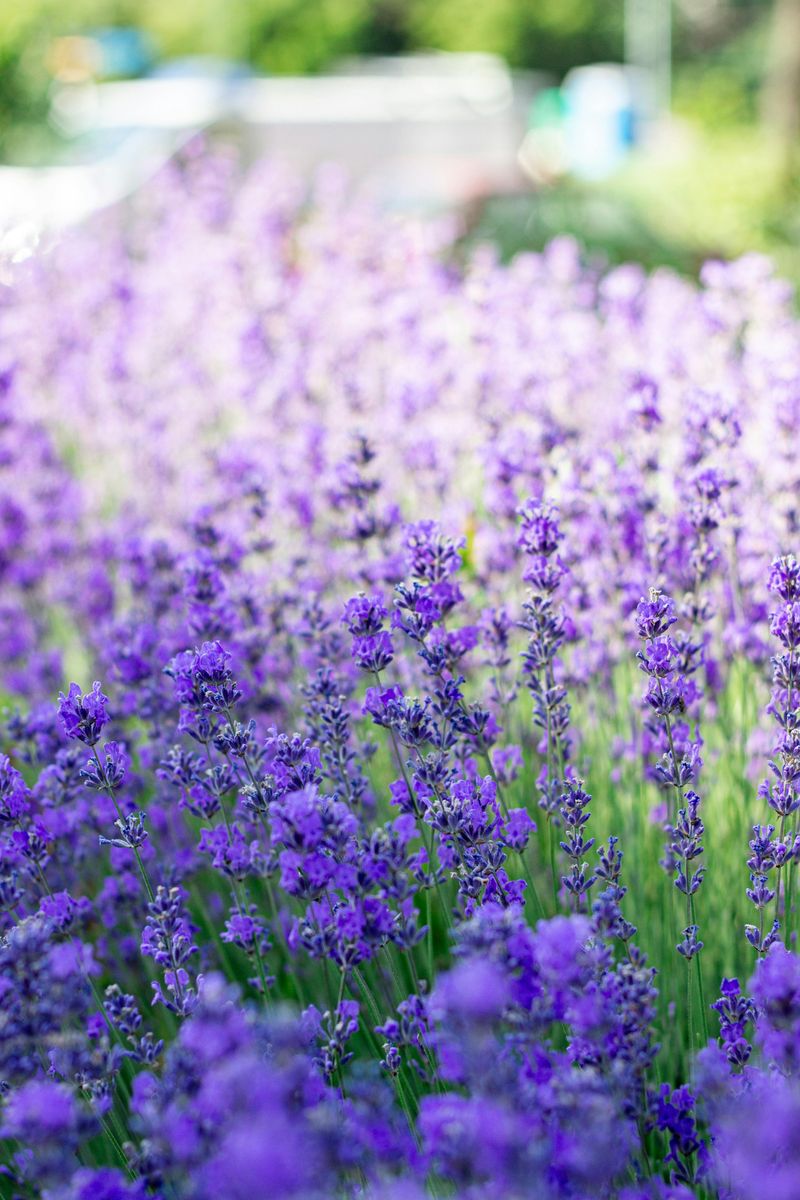 Low Planting Spots Collect Cold Air And Frost Low Planting Spots Collect Cold Air And Frost