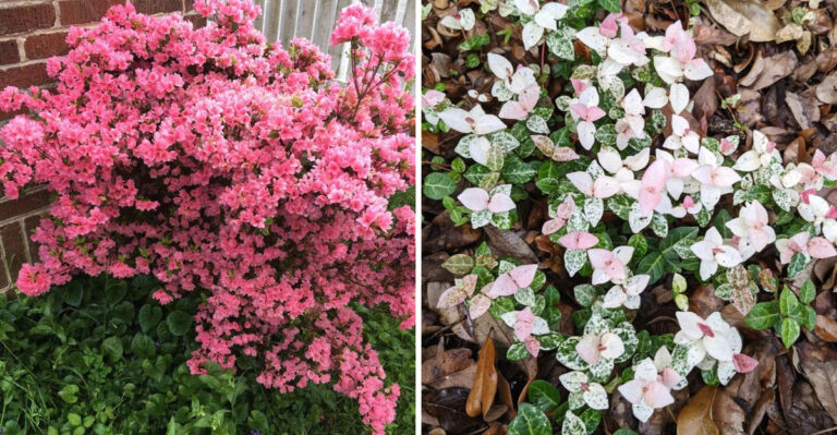 Low-Pruning Georgia Plants That Stay Neat Without Constant Trimming