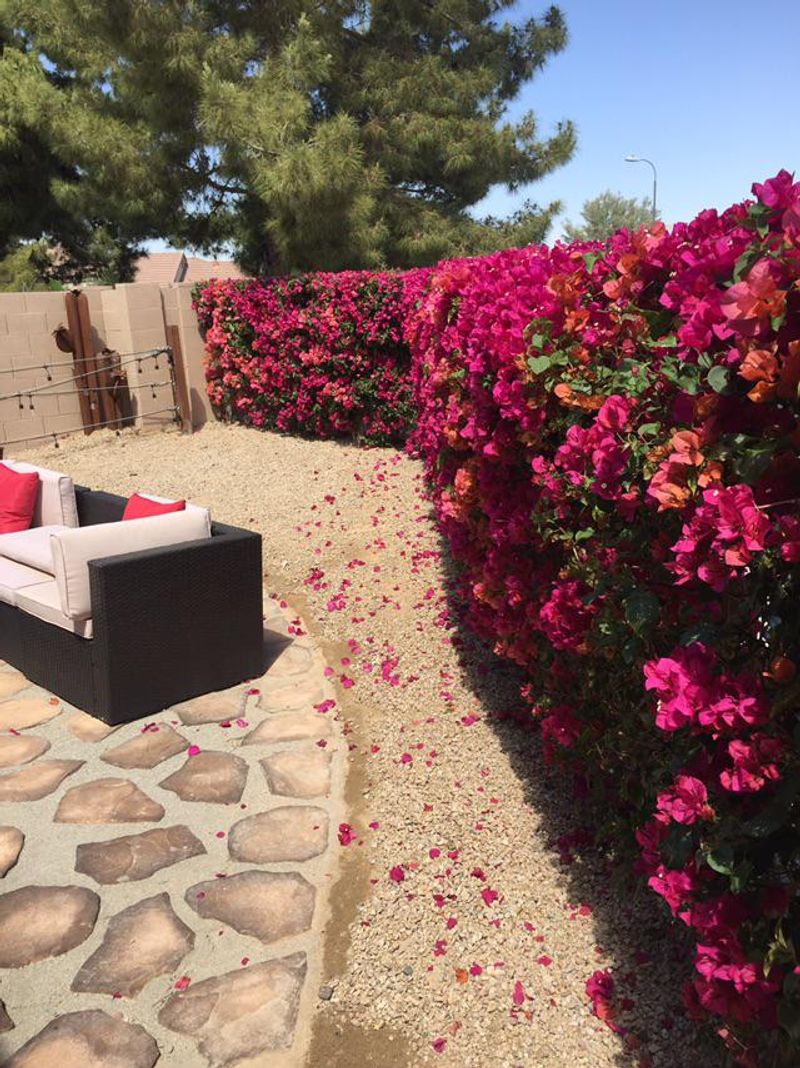 Low Water Use Makes Bougainvillea Desert Friendly