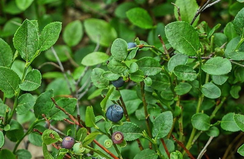 Lowbush Blueberry 