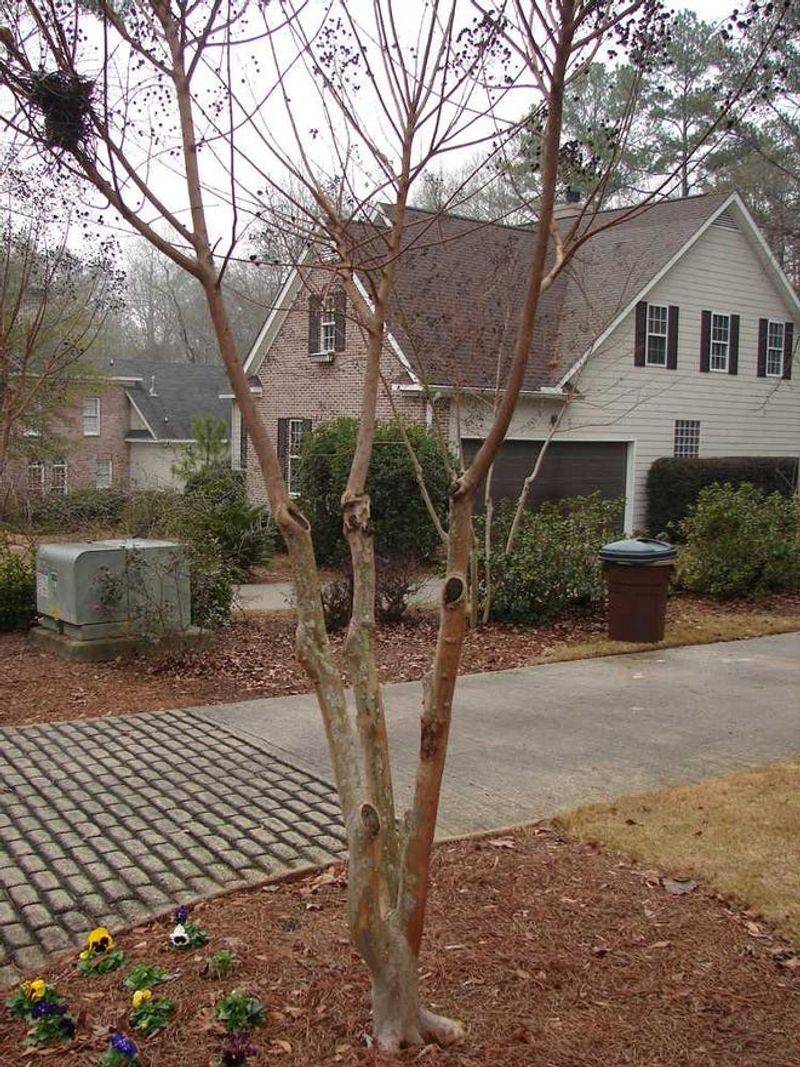 Lower Branch Removal Improves Air Movement Near The Base