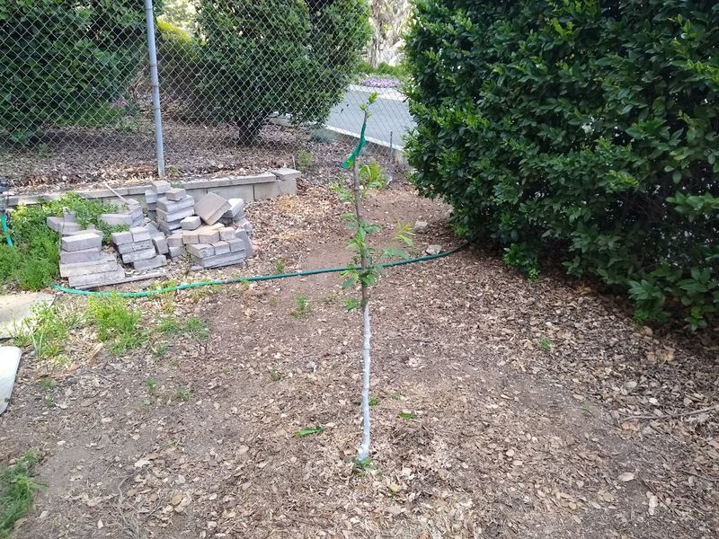 Lower Trunks And Main Limbs Usually Get Covered First