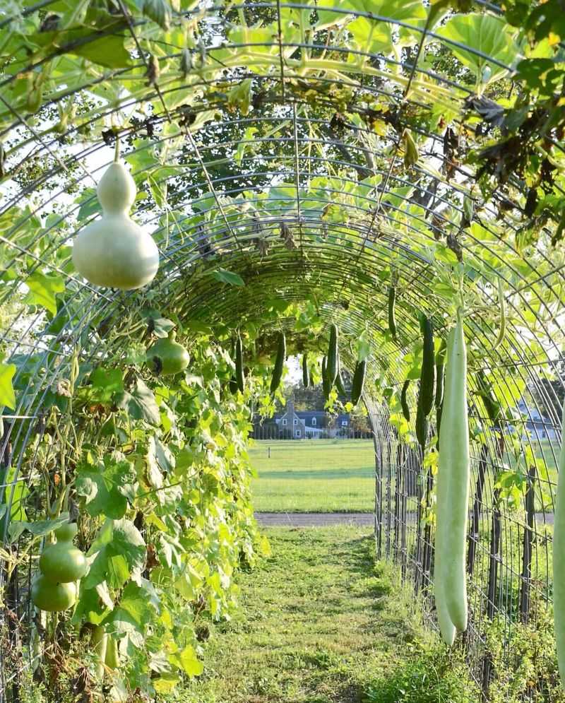 Luffa Gourds Climb High With Sturdy Garden Partners Luffa Gourds Climb High With Sturdy Garden Partners