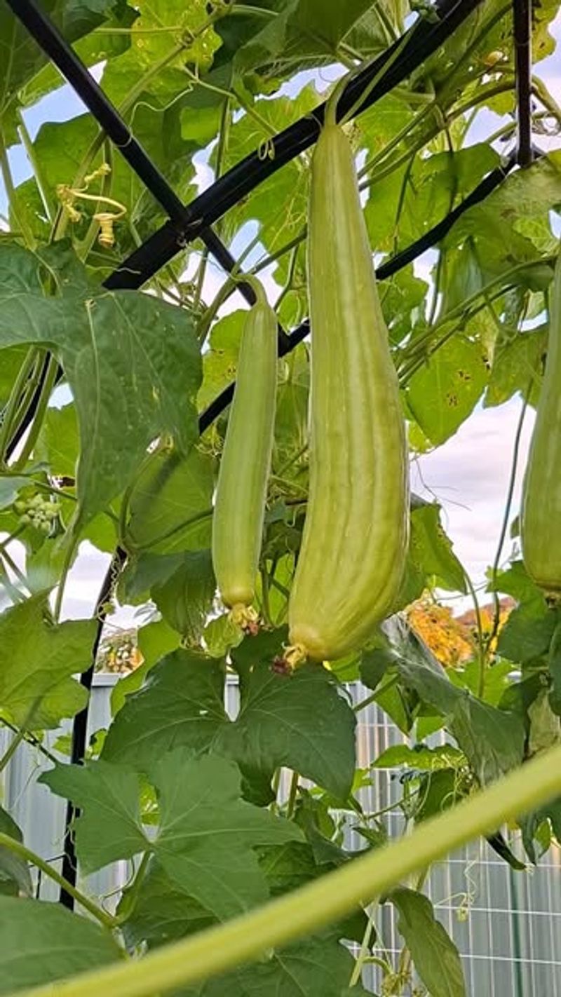 Luffa Gourds Grow Best With Heavy Support And Plenty Of Airflow