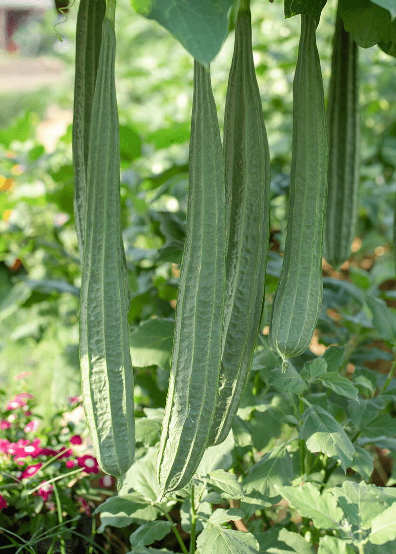 Luffa Gourds Grow Surprisingly Well In North Carolina