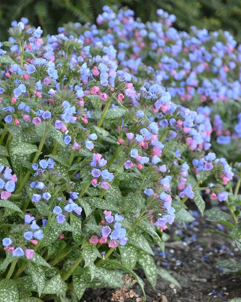 Lungwort