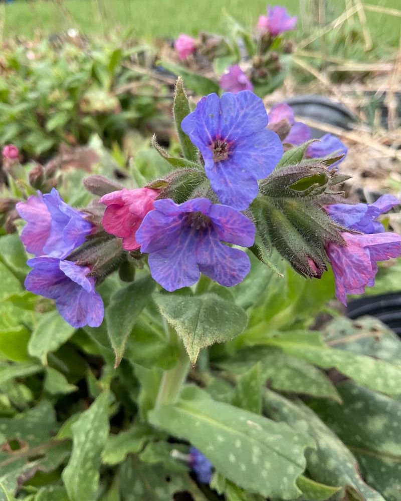 Lungwort