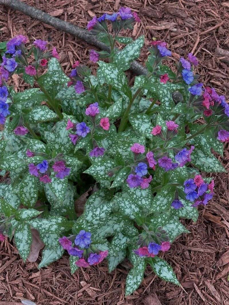 Lungwort Works Well In Cool Shade Lungwort Works Well In Cool Shade