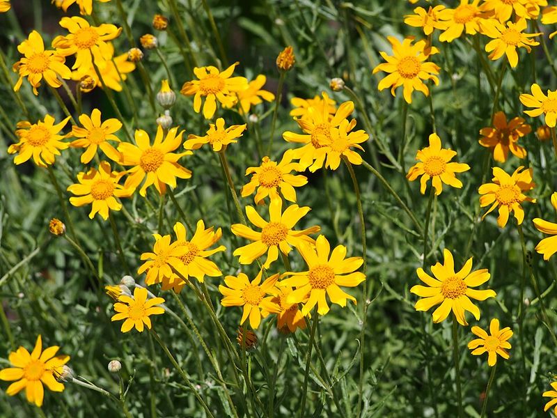 Oregon Sunshine Brightens Dry Beds