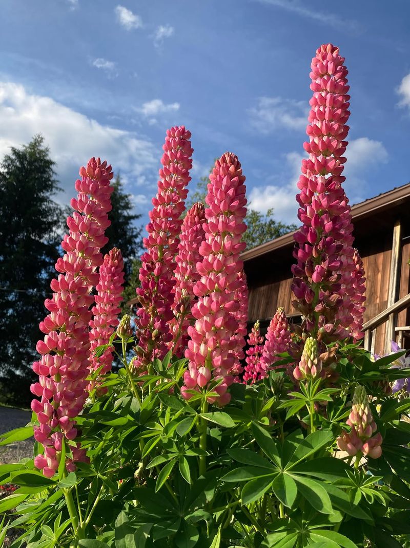 Lupines Bring Cottage-Garden Charm To The Curb